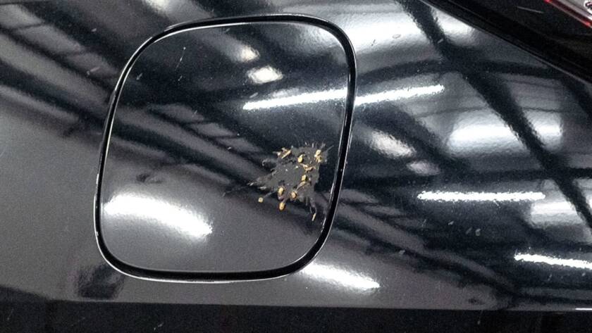 bahaya kotoran burung Berlin Autocare Surabaya COATING